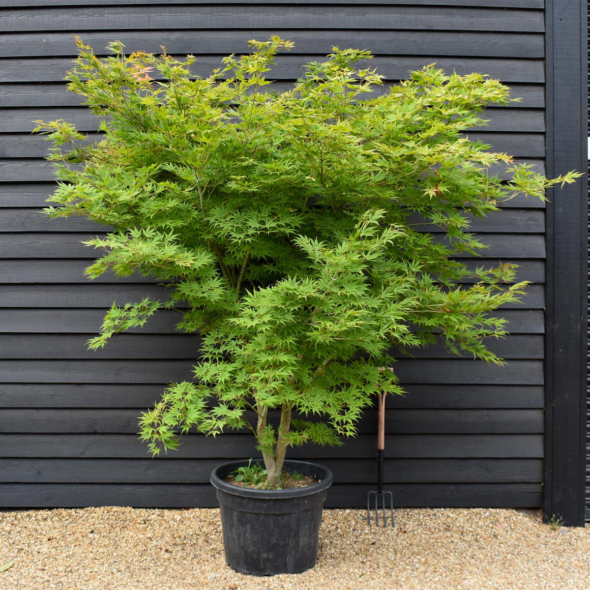 Acer palmatum 'Kogane Nishiki' | Japanese maple Golden Brocade - Specimen Tree - Height 220-230cm - 110lt