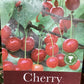 Cherry 'Summer Sun' on Colt | Prunus avium - Semi-Dwarfing - 160-170cm - 12lt