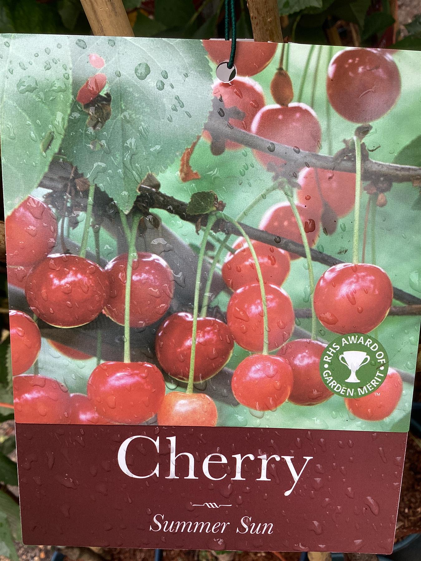 Cherry 'Summer Sun' on Colt | Prunus avium - Semi-Dwarfing - 160-170cm - 12lt