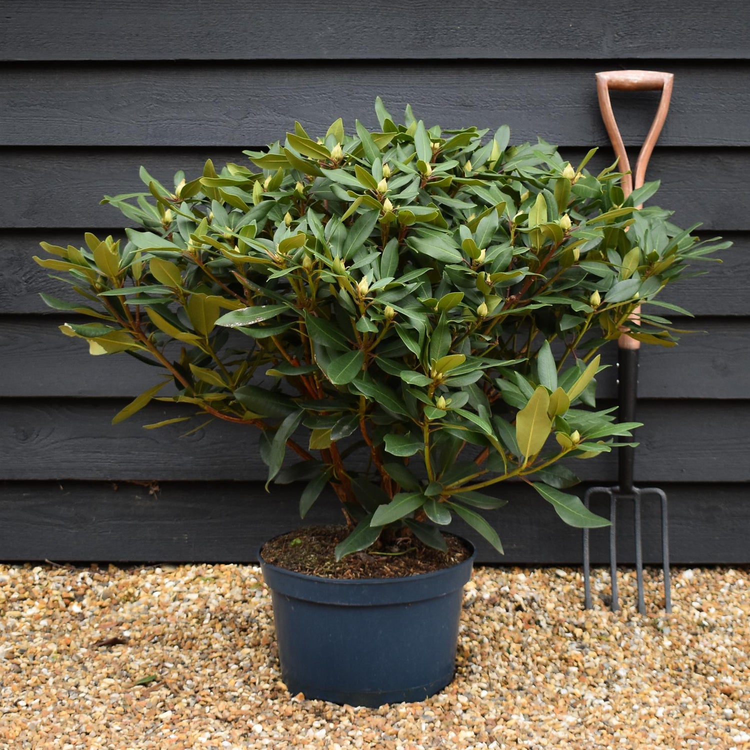 Rhododendron 'Karl Naue Red' - Shrub - Height 70cm - Width 80-90cm - 15lt