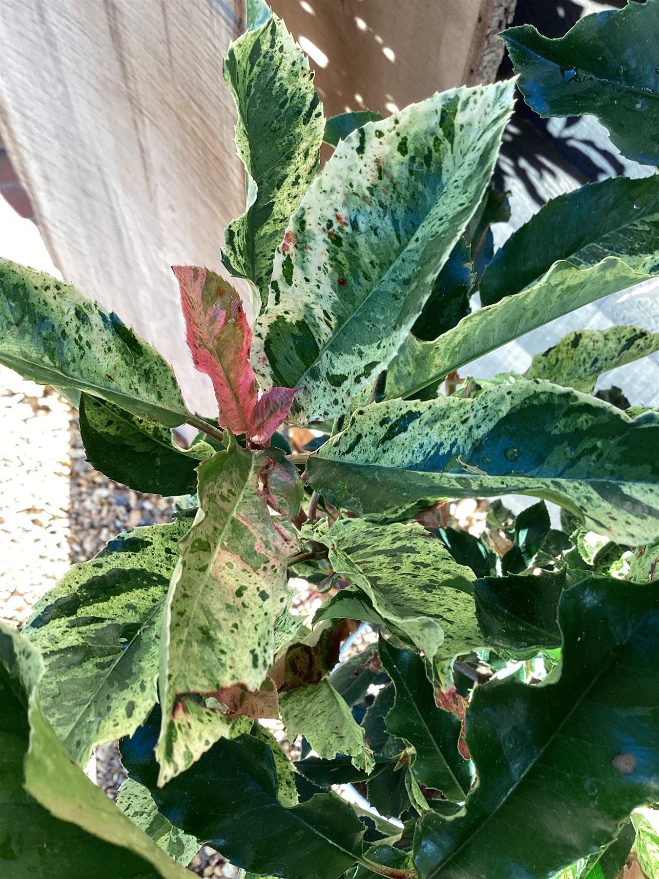 Photinia serratifolia Pink Crispy | Chinese Hawthorn ‘Pink Crispy’ - 1/4 Std - 100-110cm, 9lt