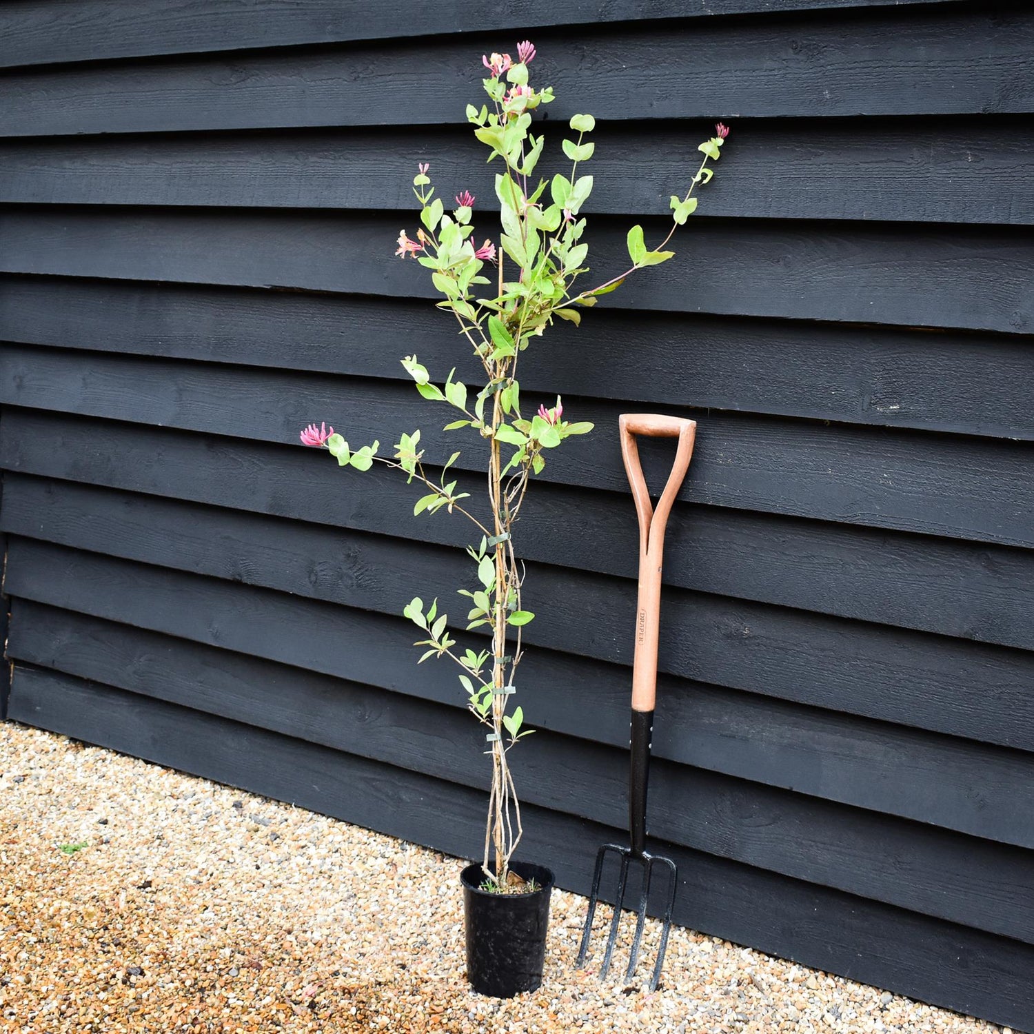 Lonicera x heckrottii 'Gold Flame' | Gold Flame Honeysuckle - 50-60cm - 3lt