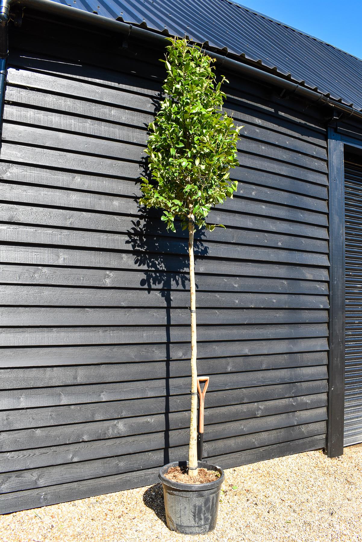 Japanese Privet tree | Ligustrum japonicum - Clear Stem 180cm - Height 220-260cm - Girth 8-10cm - 30lt