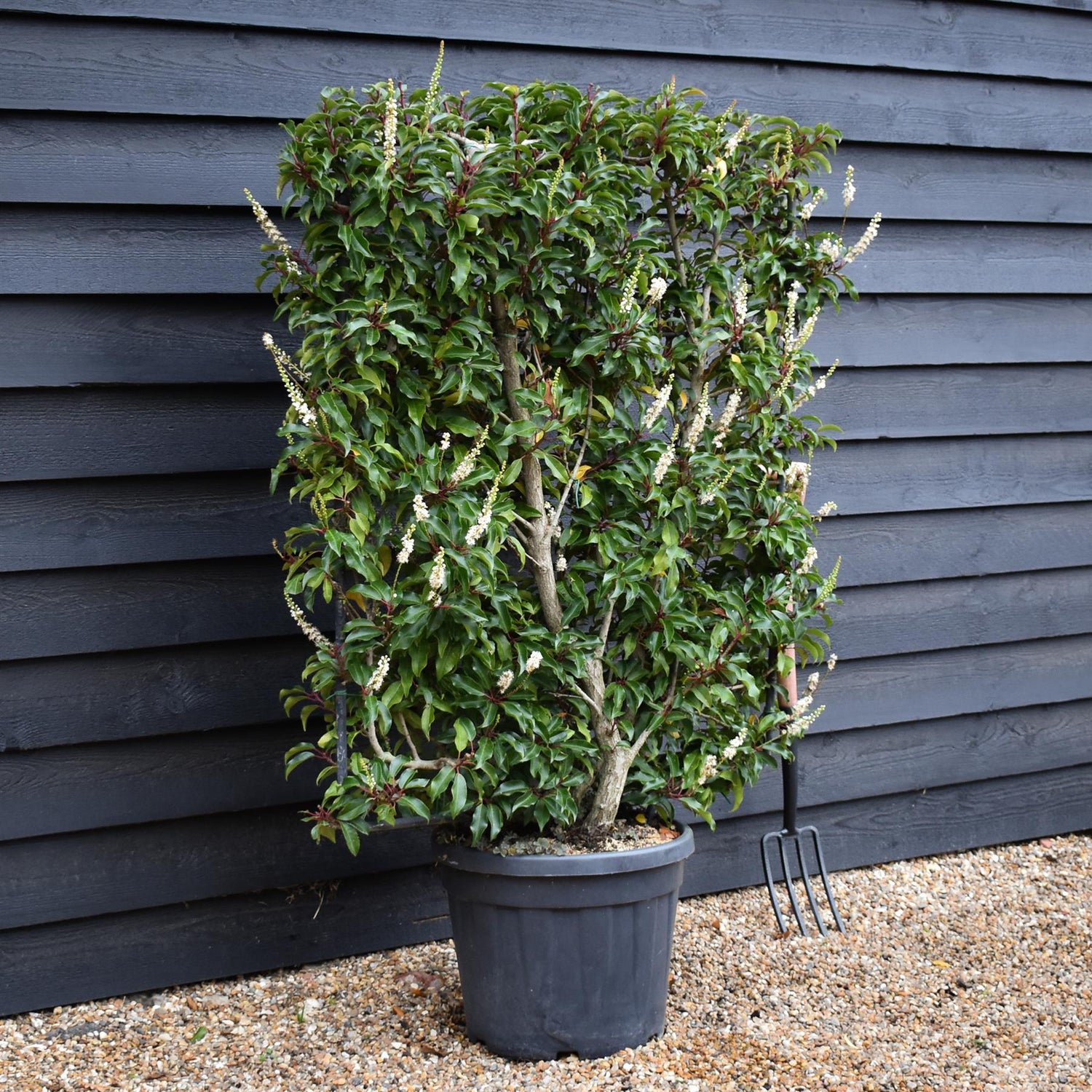 Prunus Lusitanica | Portuguese Laurel Cherry - Frame - 165cm - 45lt