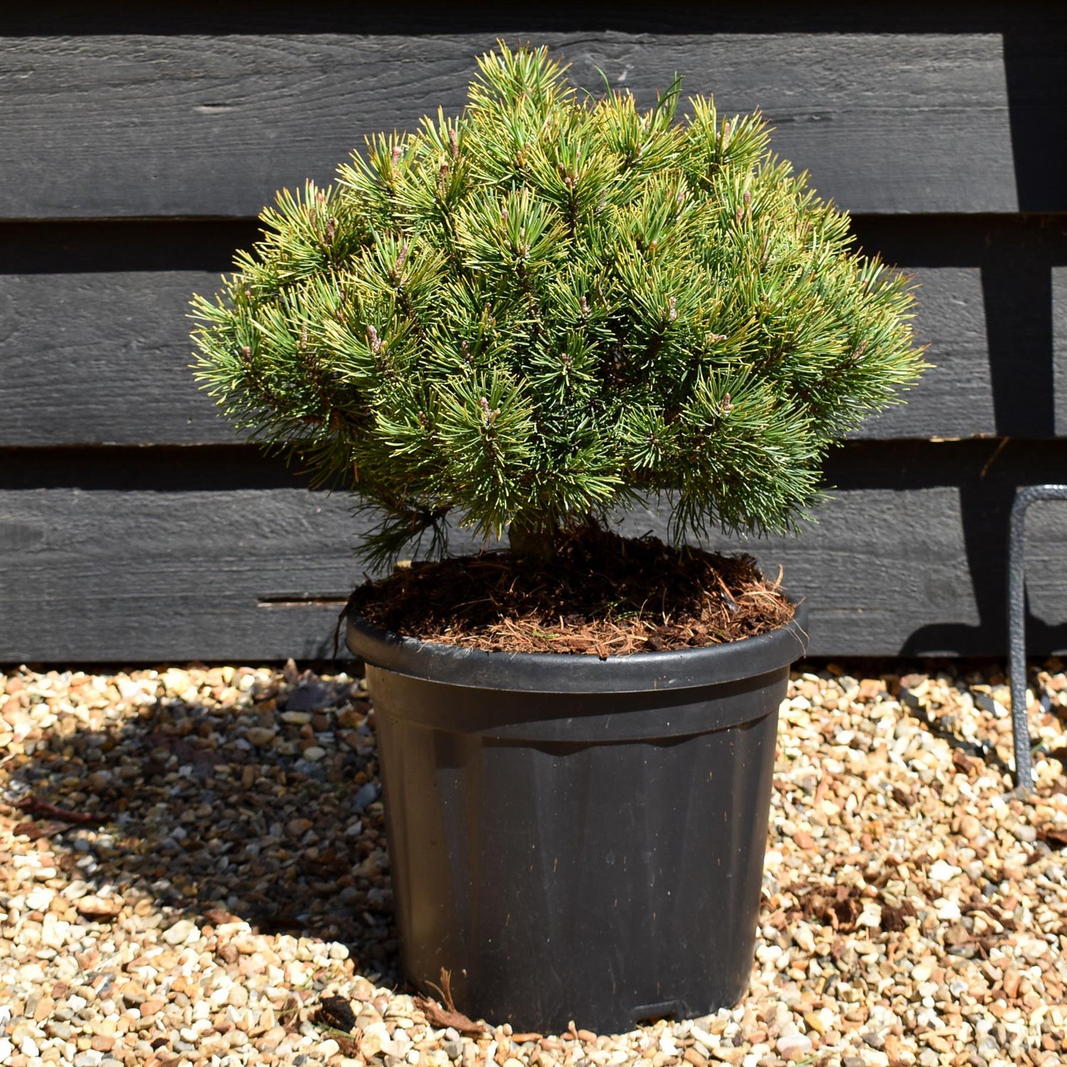 Pinus mugo 'Ophir' - Height 30-40cm - 7.5lt