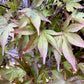 Acer palmatum 'Bloodgood' | Japanese maple 'Bloodgood' - 120-160cm - 25lt