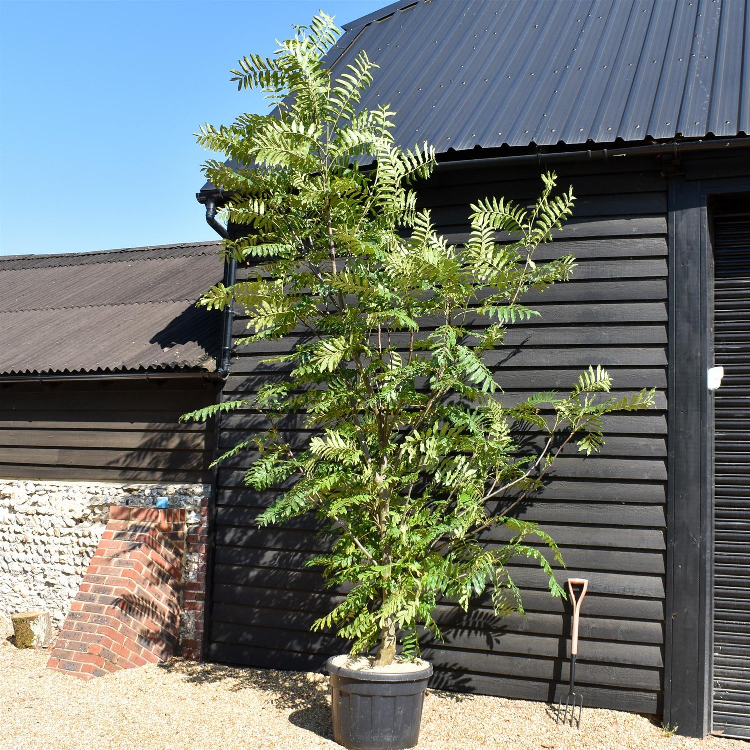 Caucasian wingnut | Pterocarya fraxinifolia -Height 320-350cm - Width 250cm -110lt