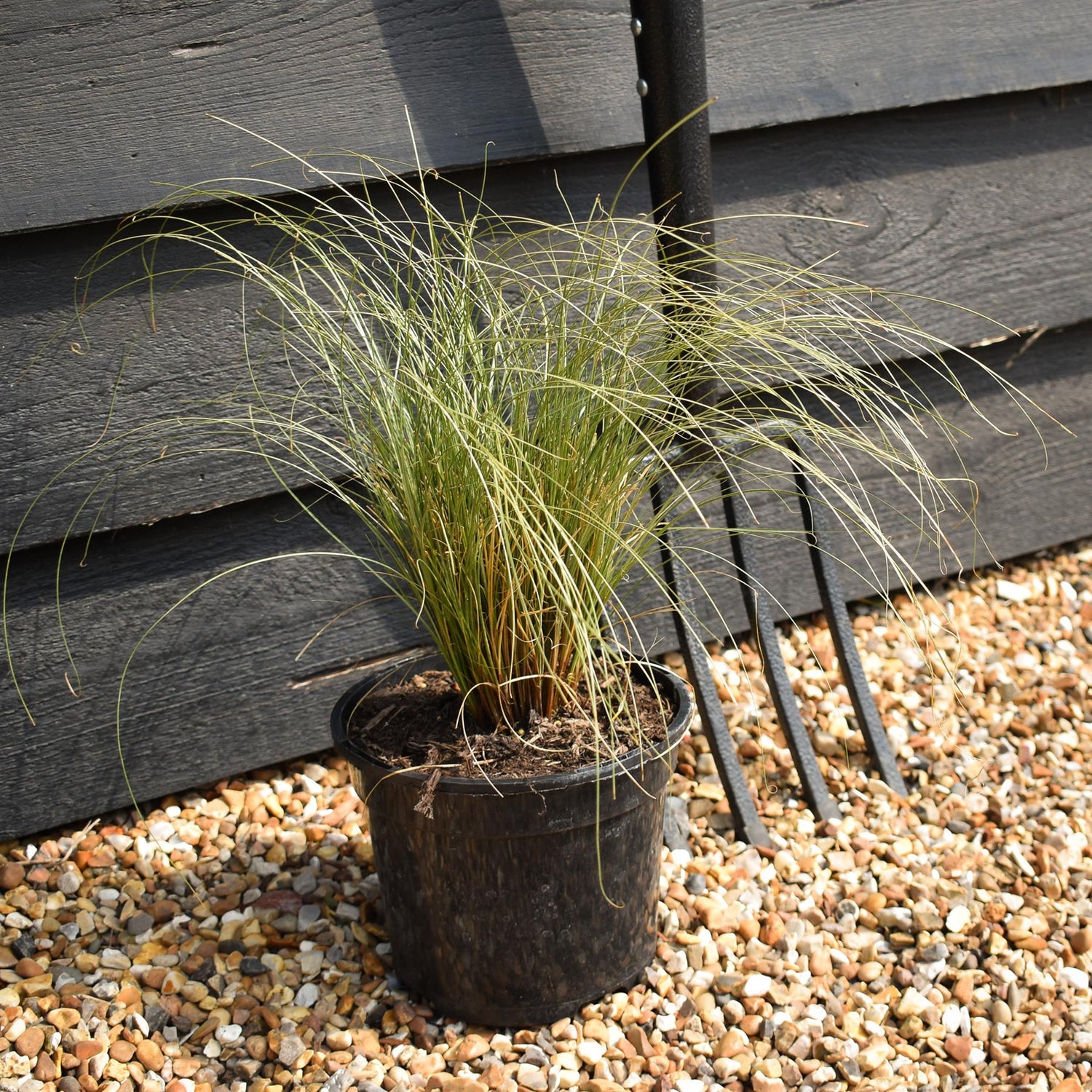 New Zealand Hair sedge |Carex comans 'Frosted Curls' - Grass - Height 15-25cm - 2lt