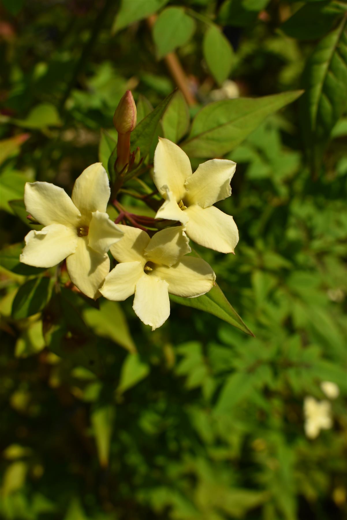Jasminum officinale 'Sunbeam' | Jasmine 'Sunbeam' - 10-20cm - 3lt