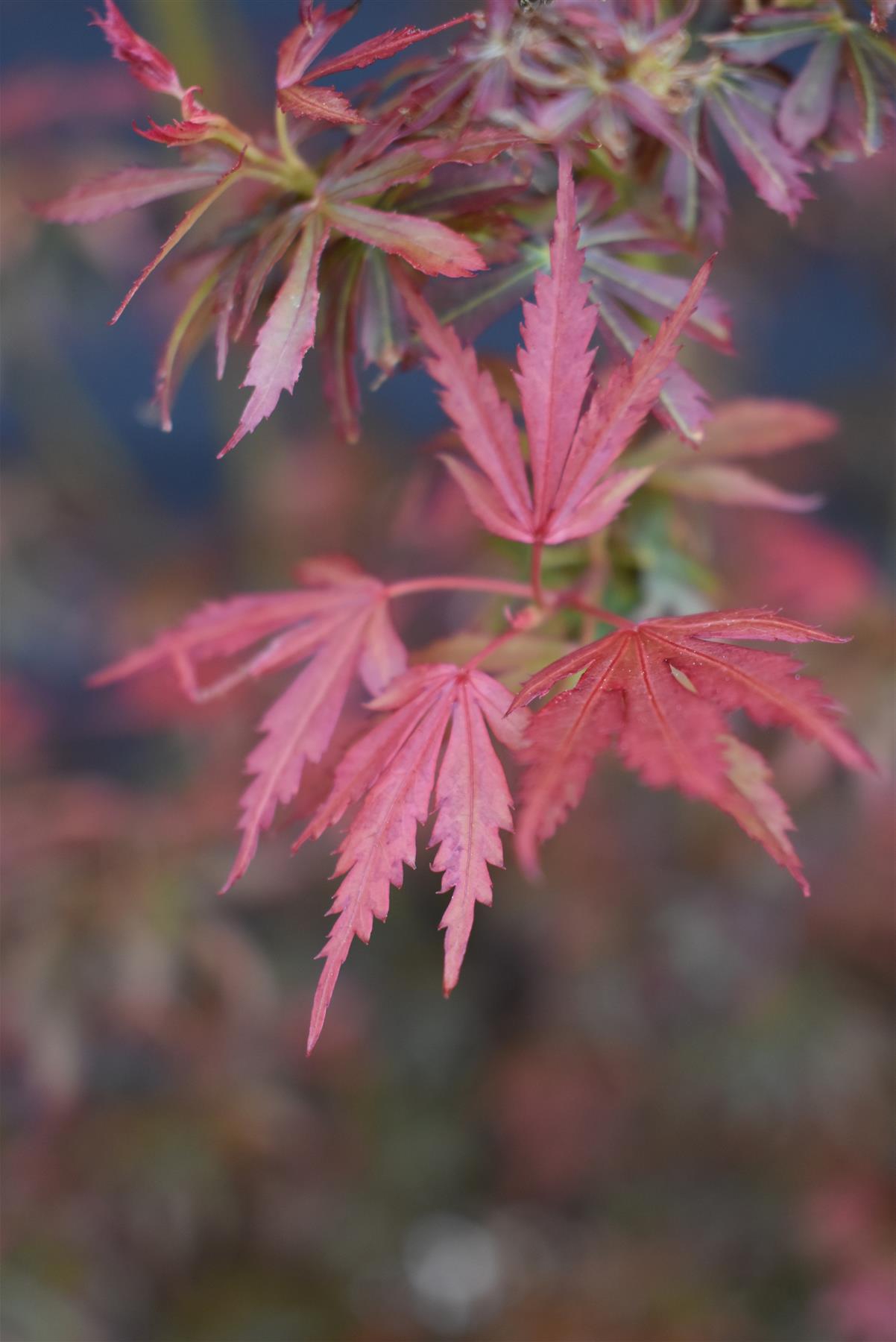 Acer palmatum 'Jerre Schwartz' | Japanese maple 'Jerre Schwartz' - Bushy - 110-140cm - 15lt