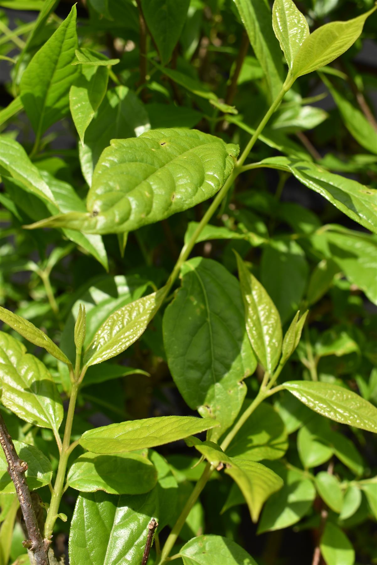 Calycanthus | Carolina Allspice - Large Shrub -  Height 220-240cm Width 120-130cm - 70lt