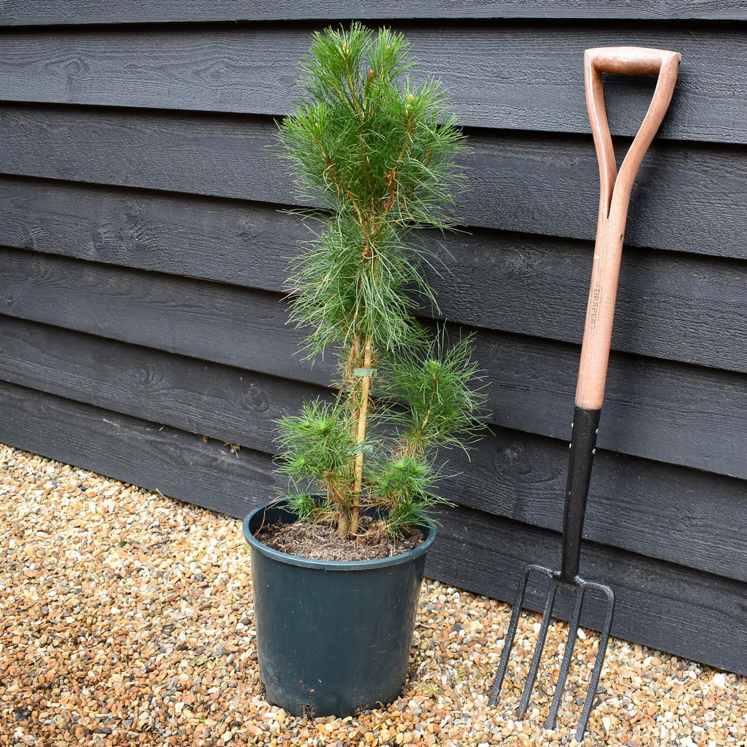 Pinus strobus 'Radiata' - Monterey Pine - Height 30-50cm - 12lt