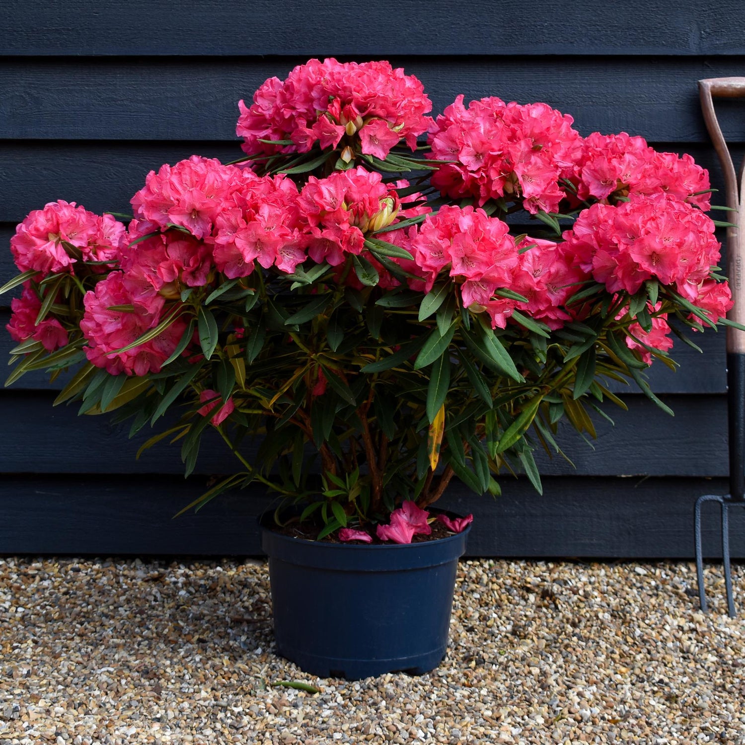 Rhododendron 'Ana' - Shrub - Height 65-75cm - Width 80-90cm - 15lt
