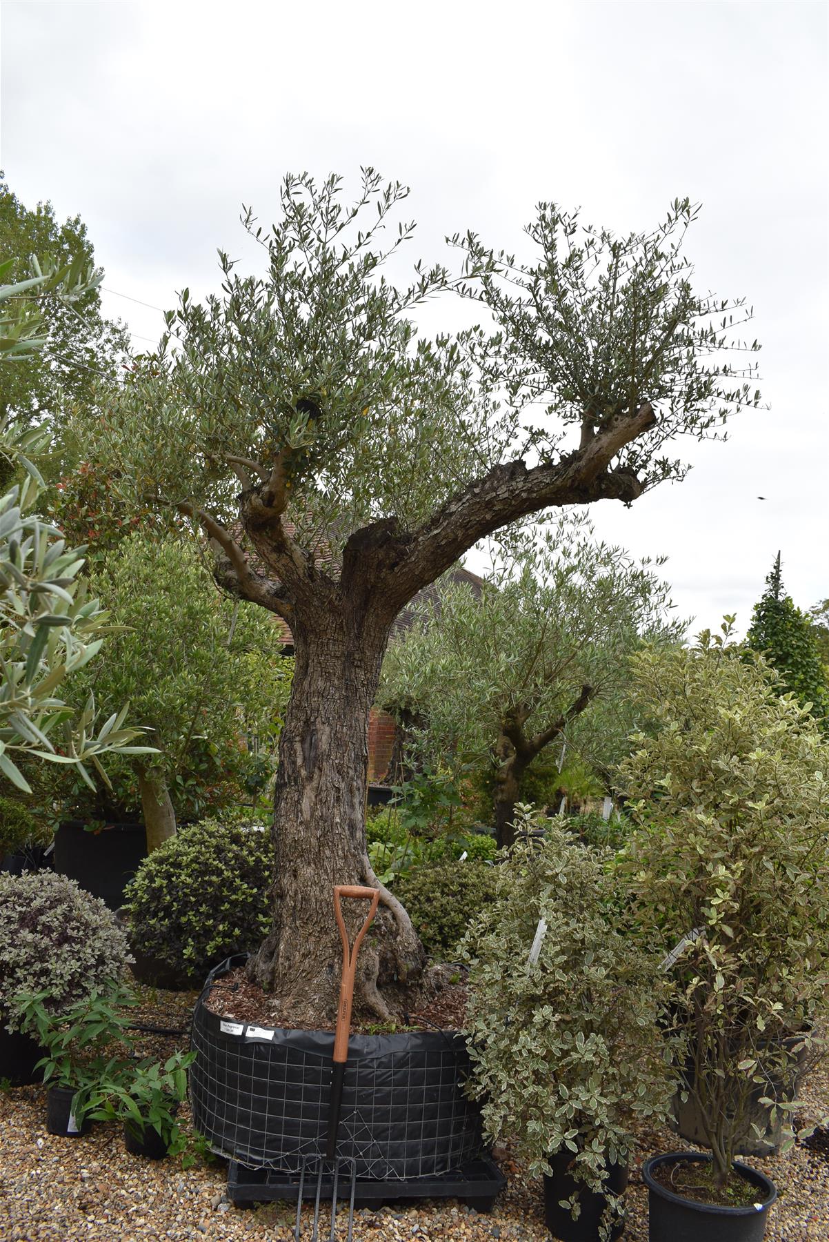 Olive Tree | Olea Europea 1/2 Std 4 Branch - 265-275cm, 400lt