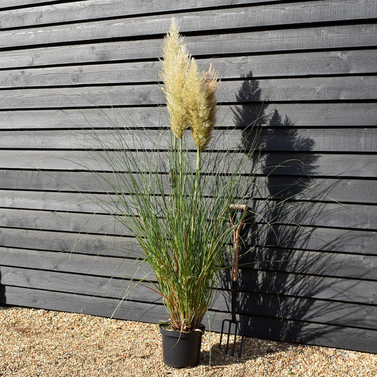Cortaderia selloana Pumila - Pampas Grass - Height 160-200cm - 10lt