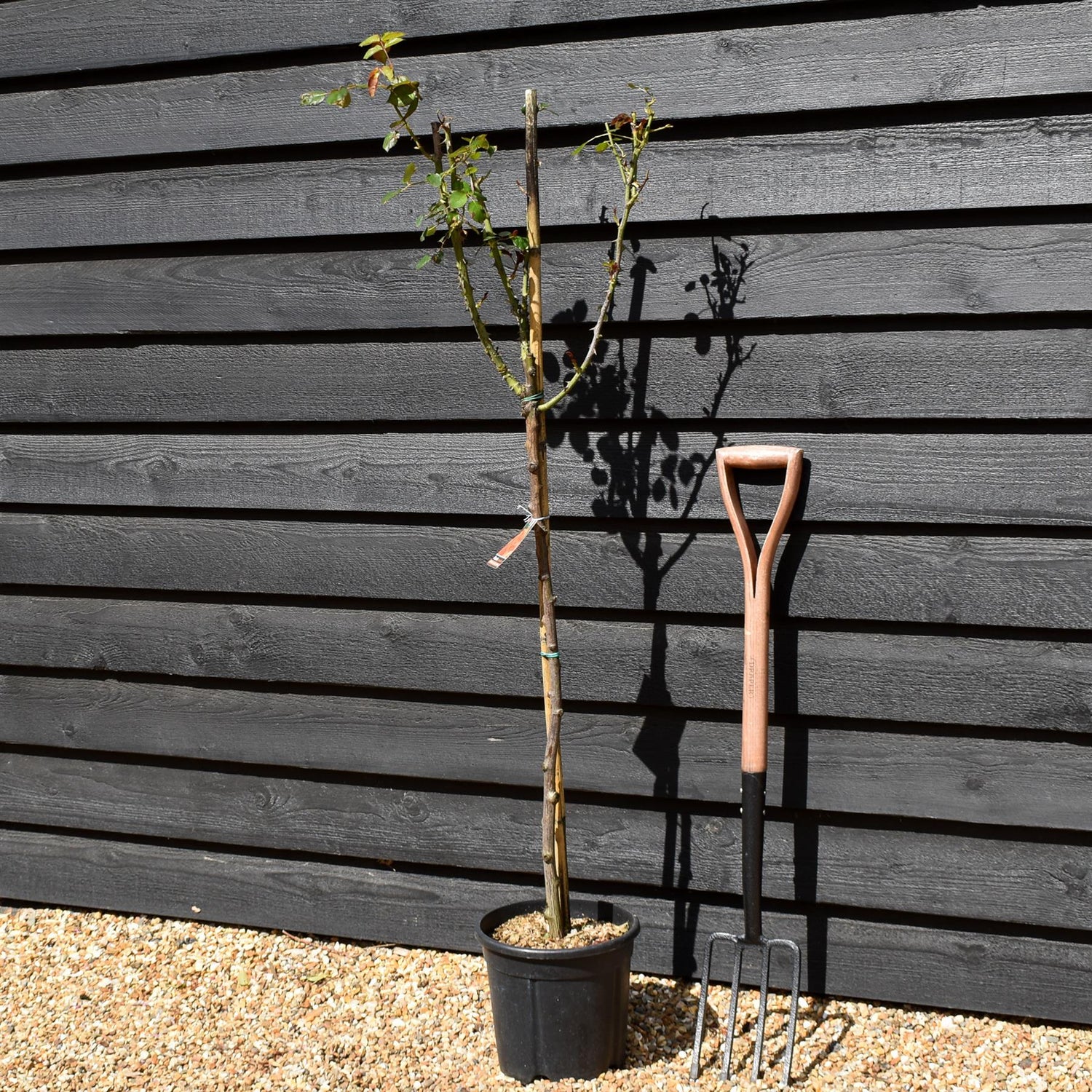 Rose 'Albicocca Sfumato Rame' - Clear Stem 80-90cm - Height 130-160cm - 18lt