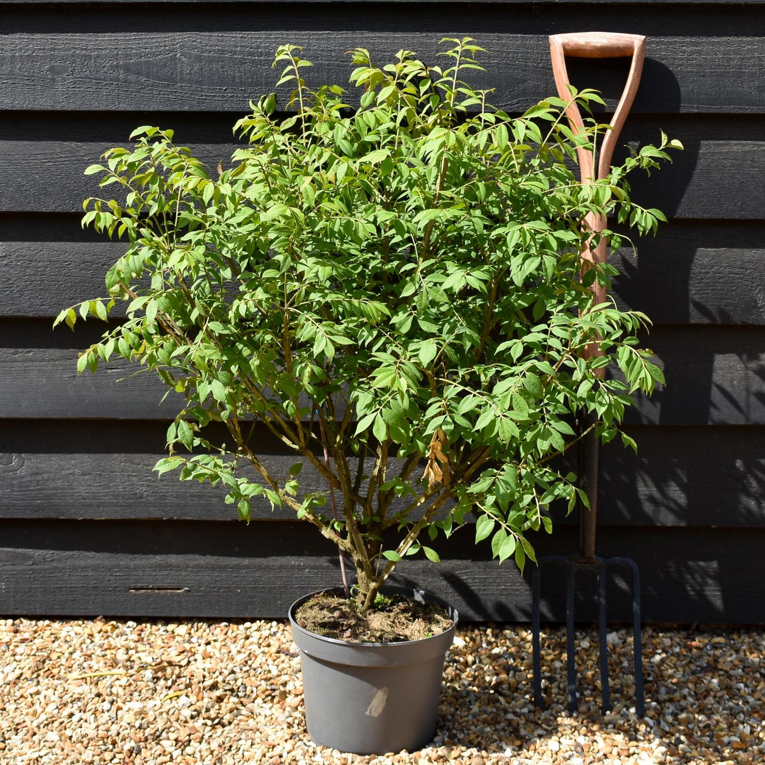 Winged Spindle Tree | Euonymus Alatus - Height 60-80cm - 5lt