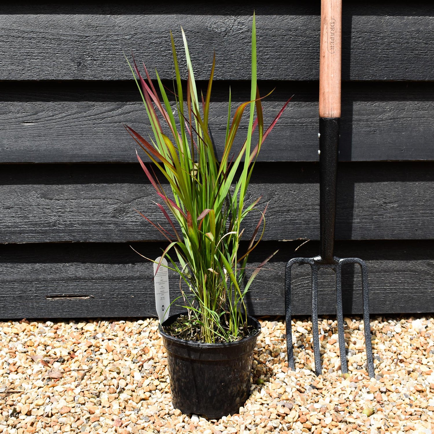 Imperata cylindrica 'Red Baron' | Japanese Blood Grass 20-30cm - 2lt