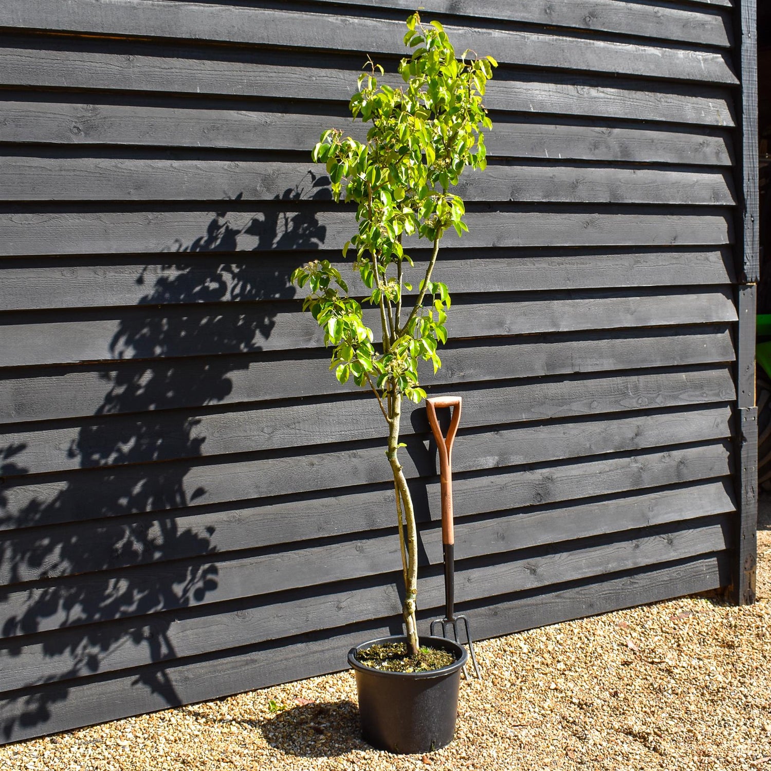Pear 'Doyenne du Comice' | Pyrus communis  - Semi Dwarfing - Height 160-180cm - 20lt