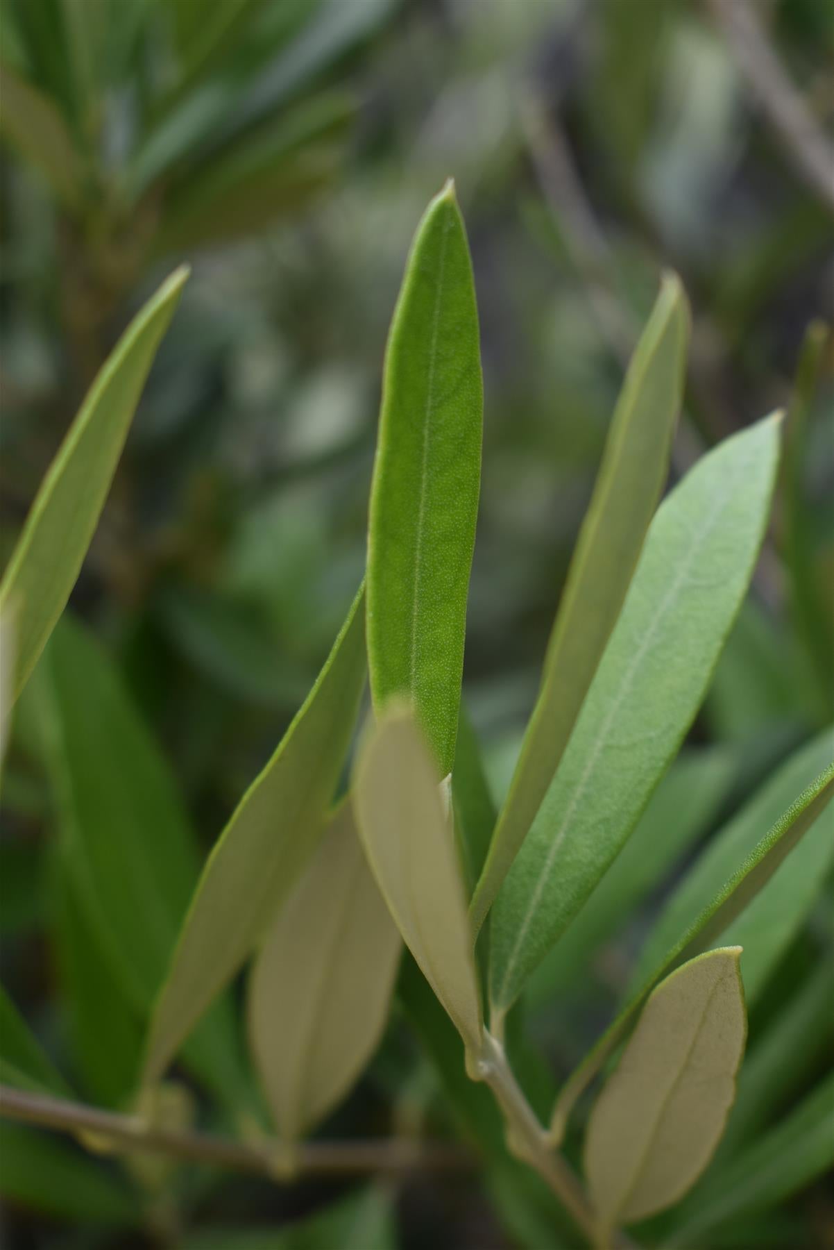 Olive Tree | Olea Europea - Girth 10-12cm - 170-190cm - 15lt