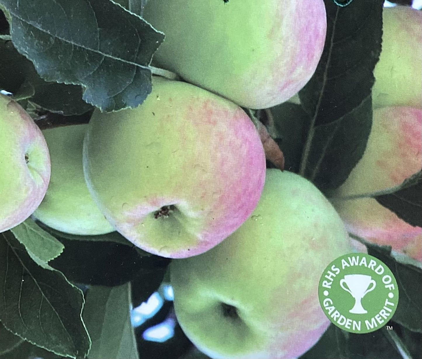 Apple tree 'Bramley's Seedling' | Malus domestica - M26 - Dwarfing - 150-160cm - 10lt
