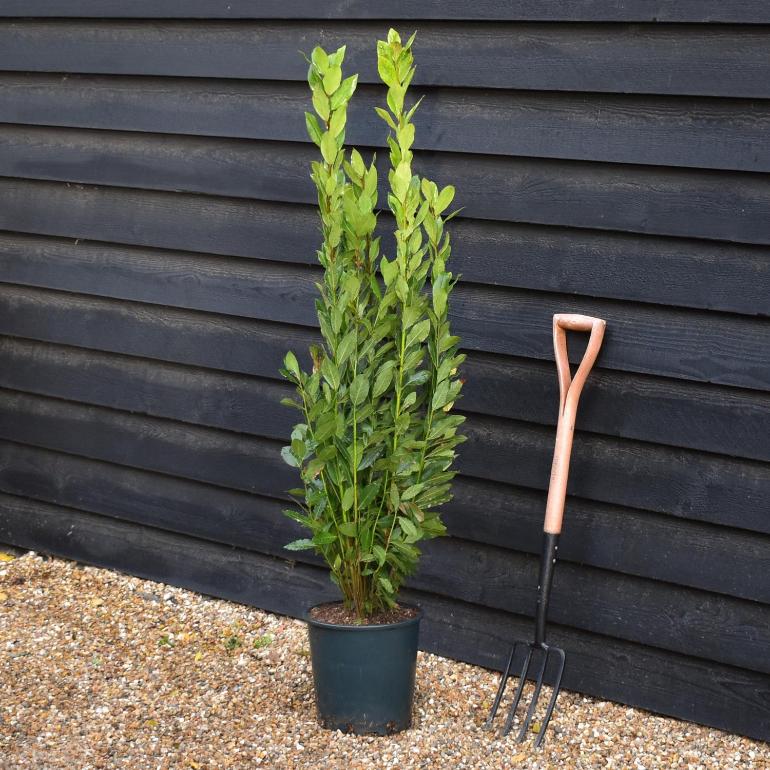 Laurus nobilis - Bay - Bushy - Height 120-140cm - 12lt