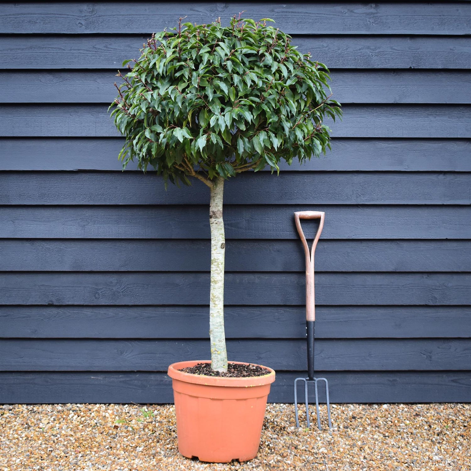 Prunus lusitanica 'Myrtifolia' Portuguese Laurel - Clear Stem 70cm - Height 140cm - 30lt