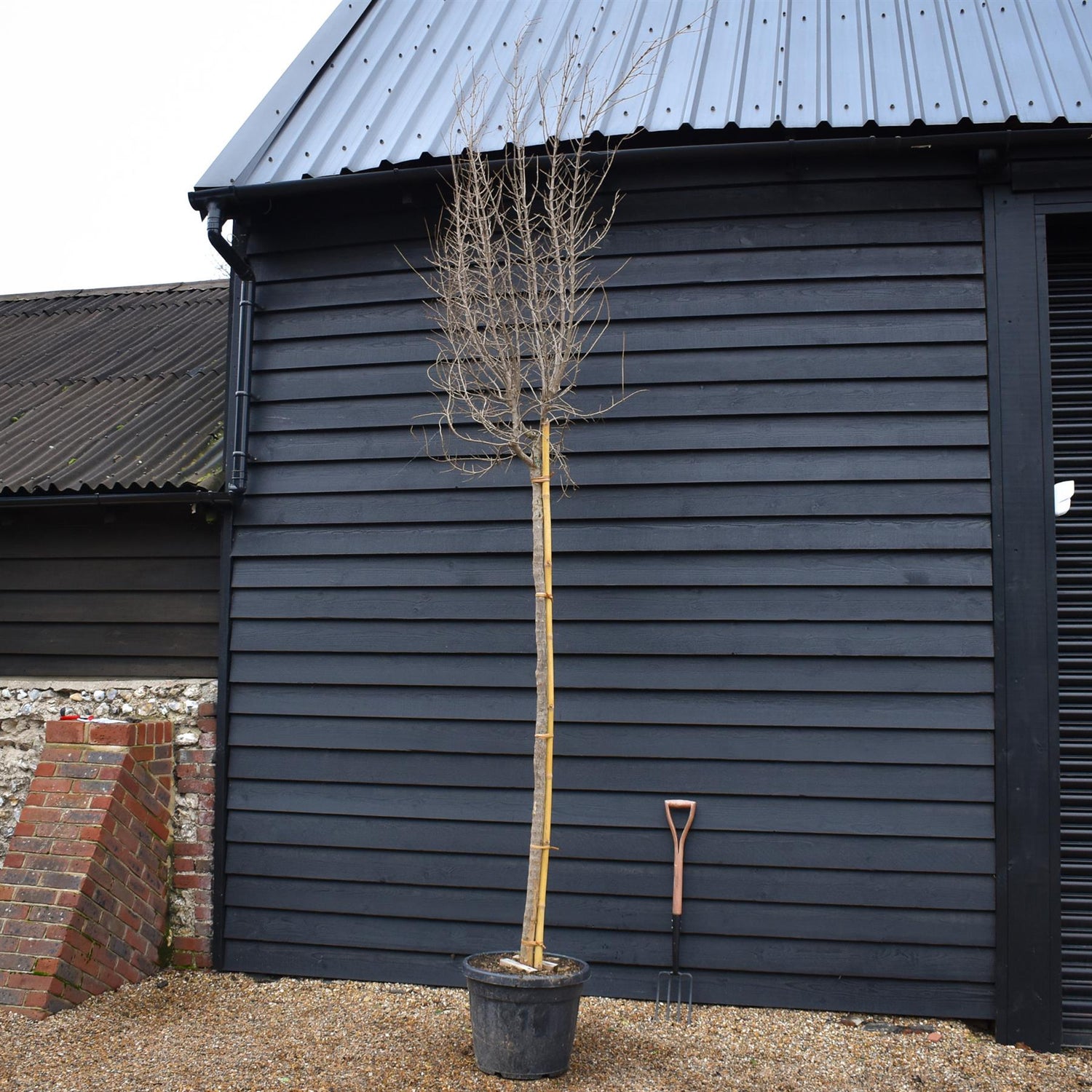 Punica granatum - Pomegranate - Standard - Clear Stem Girth 18-20cm - Height 380-400 - 55lt