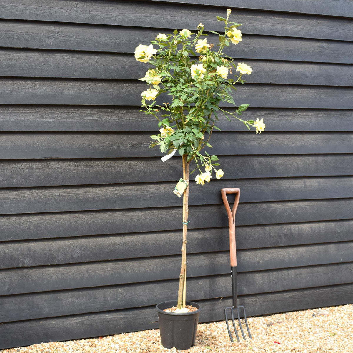 Rose 'Giallo Puro Intenso' - Clear Stem 80-90cm - Height 130-160cm - 18lt