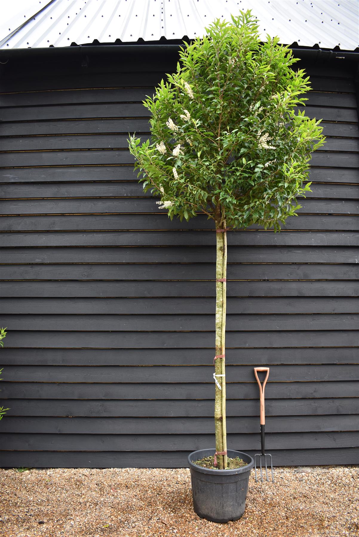 Portuguese Laurel | Prunus lusitanica 'Angustifolia' - Height 250-300cm - 70lt