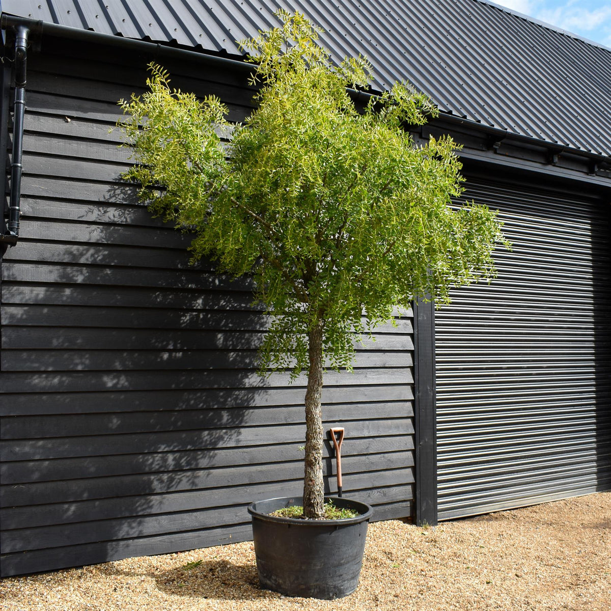 Chinese Date | Ziziphus Jujuba -  Specimen/Mature tree - Height - Height 350-400cm - 230lt