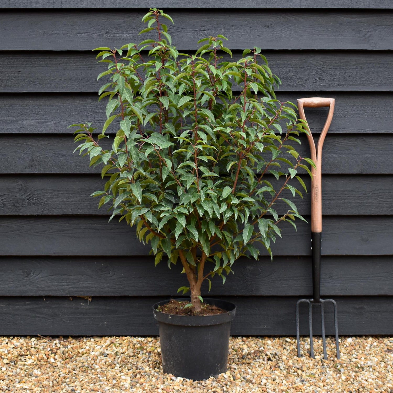 Portuguese Laurel 'Angustifolia' - Prunus lusitanica 'Angustifolia' - Bushy - Height 100-120cm - 10lt