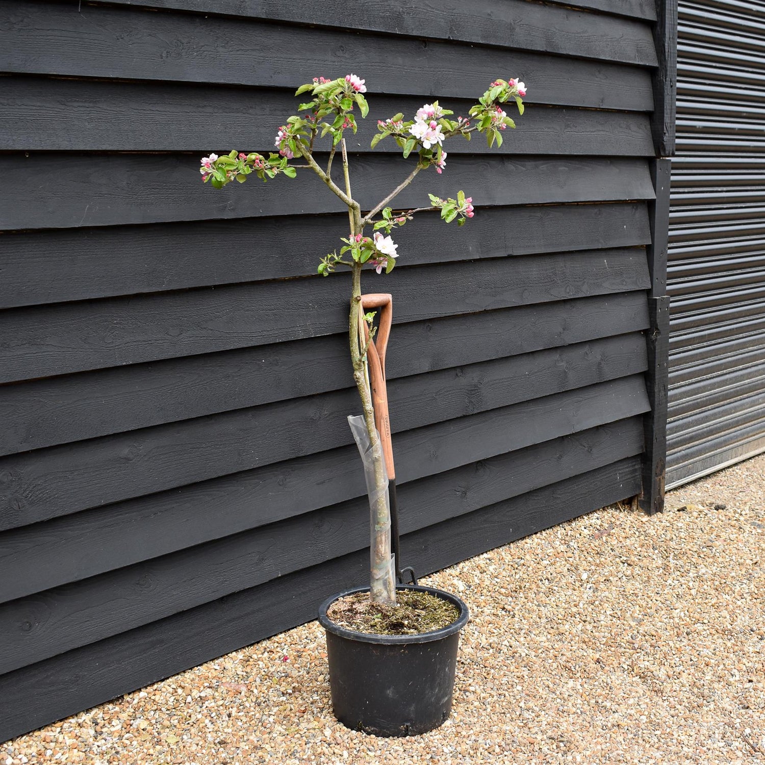 Apple tree 'Fiesta' | Malus domestica - MM106 - Semi-Dwarfing -  Height 150-160cm - 20lt