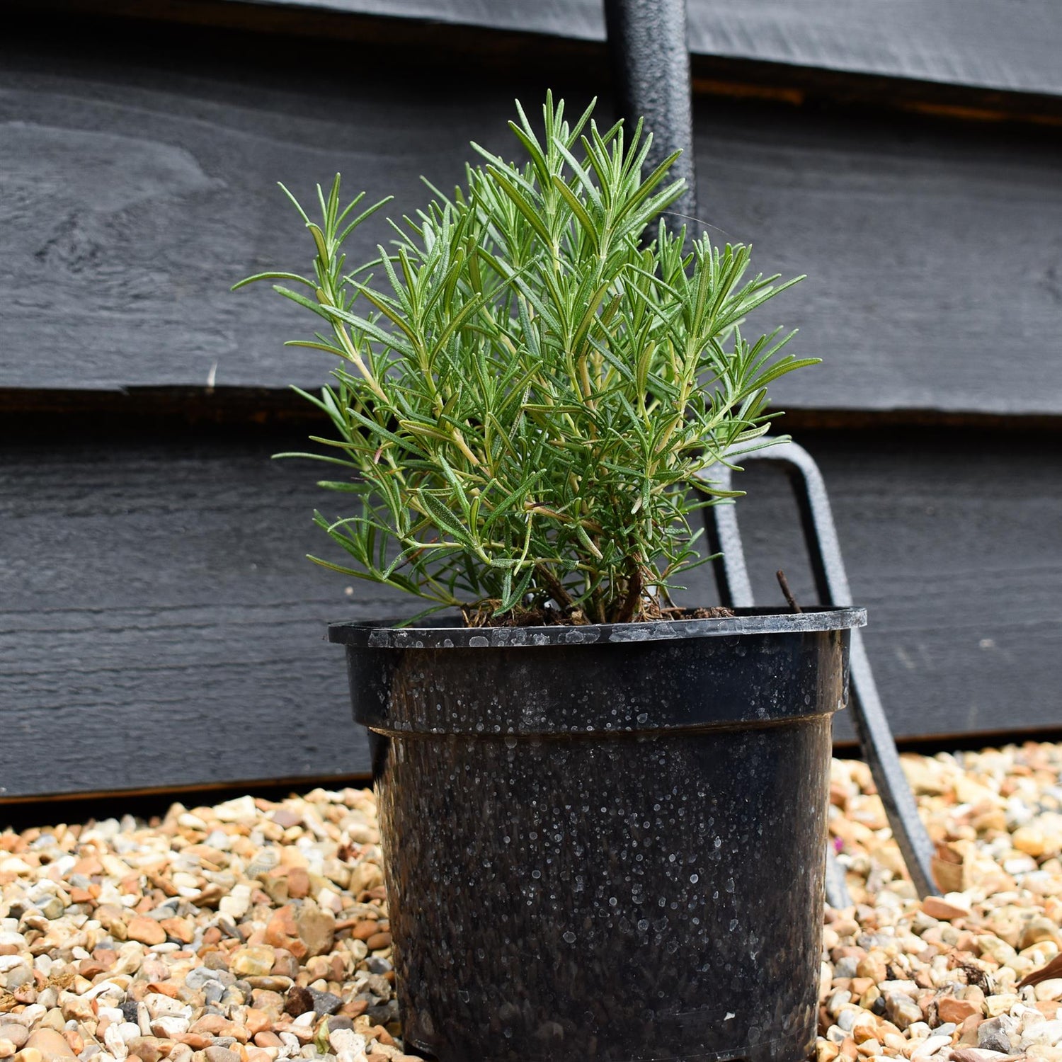 Rosemary | Rosmarinus Officinalis 'Tuscan Blue' - Height 15-25cm - Shrub - 2lt