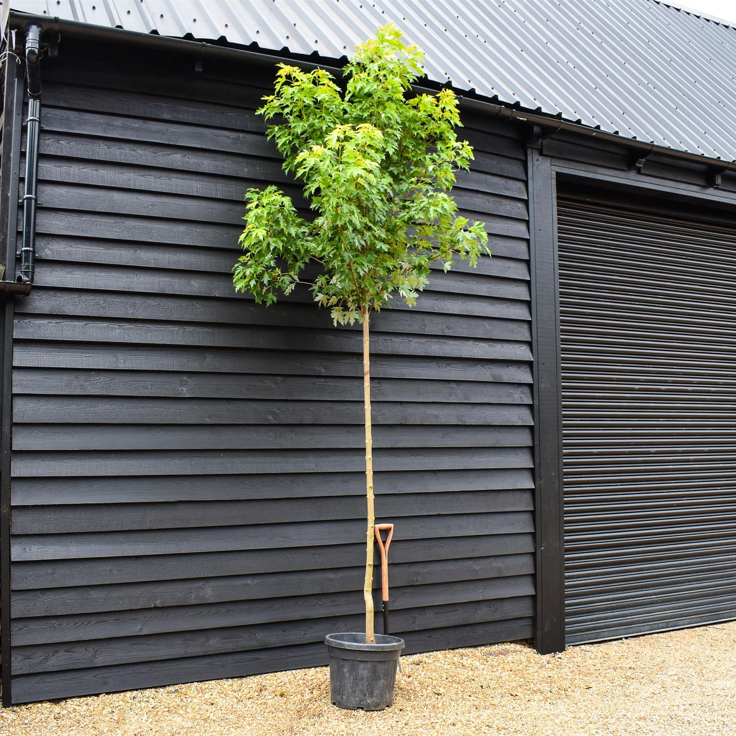 Pyramid Sliver Maple | Acer saccharinum Pyramidale - Clear Stem - Height 320-350m - Girth 10-12cm - 45lt