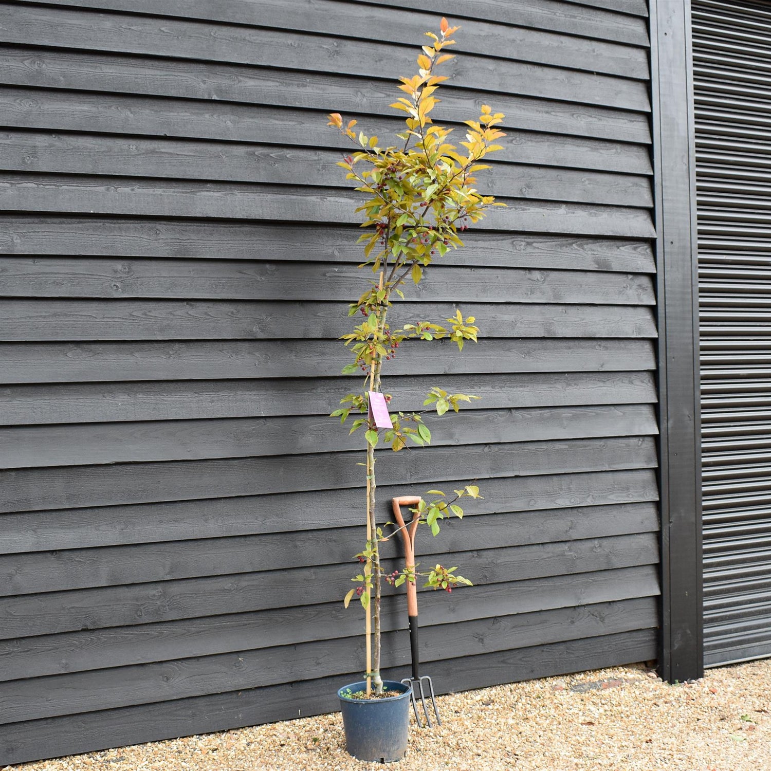 Malus Direktoer Moerland | Improved Profusion Crab Apple Tree, Clear Stem - Height 190-220cm, 10lt