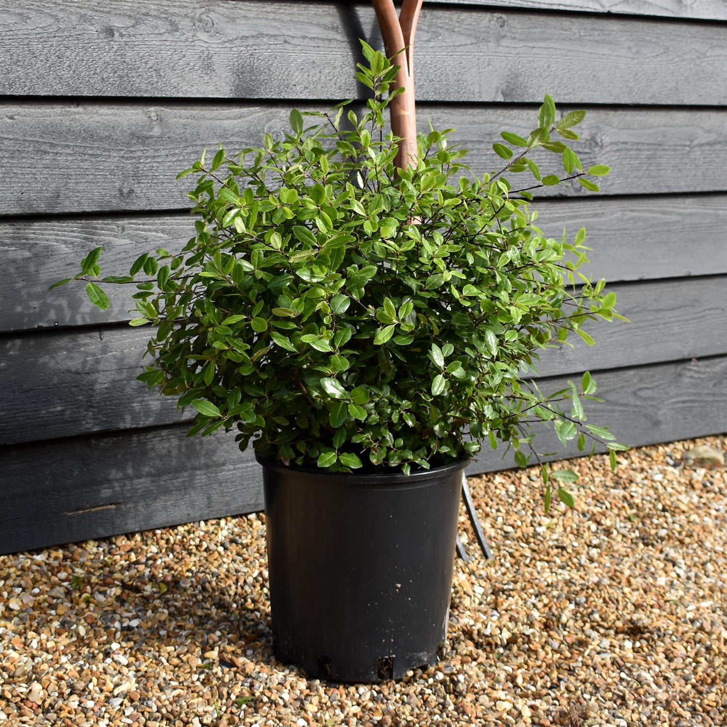 Pittosporum tenuifolium 'Golf Ball' - Height 40-50cm - Width 40-50cm - 10lt