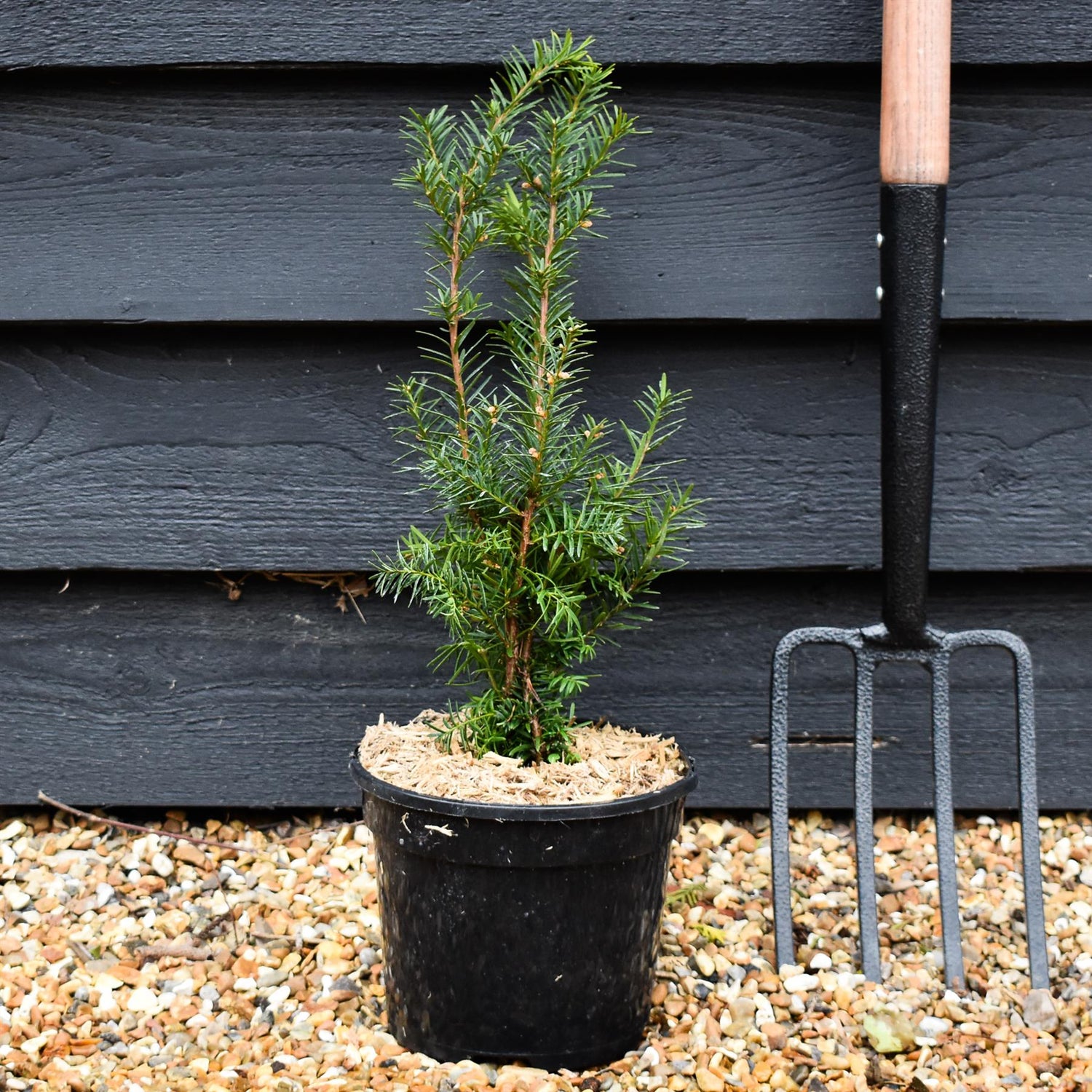 Taxus Media Densiformis - Height 30-60cm - 3lt