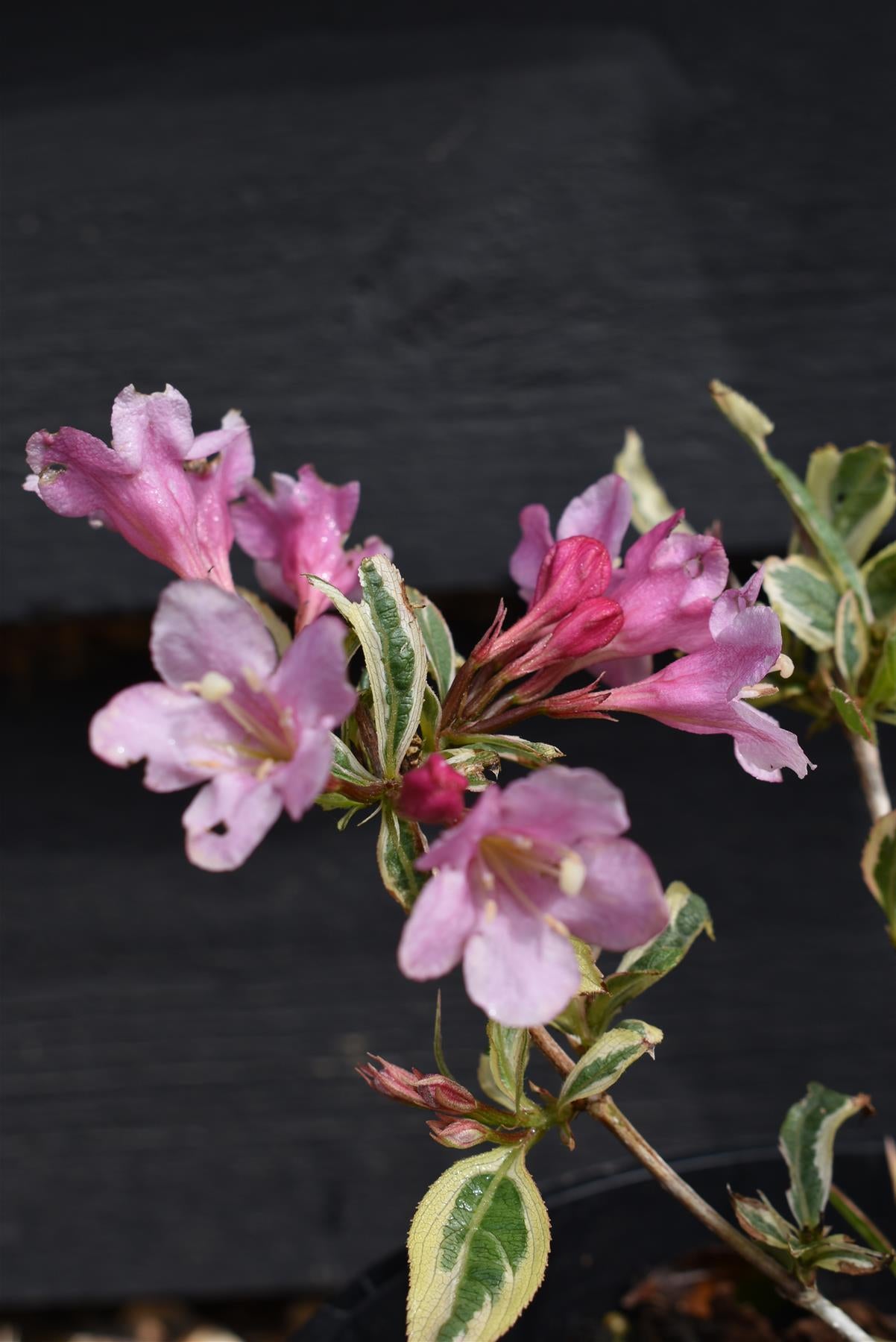 Weigela Florida 'Magical Rainbow' - Shrub - 10-15cm - 3lt