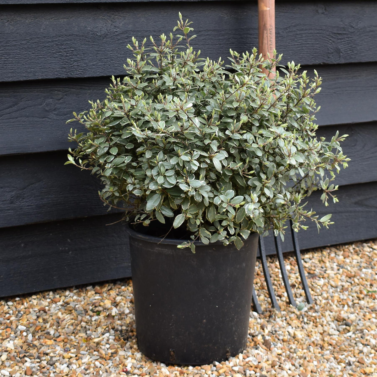 Pittosporum tenuifolium 'Silver Ball' - 30cm - 10lt