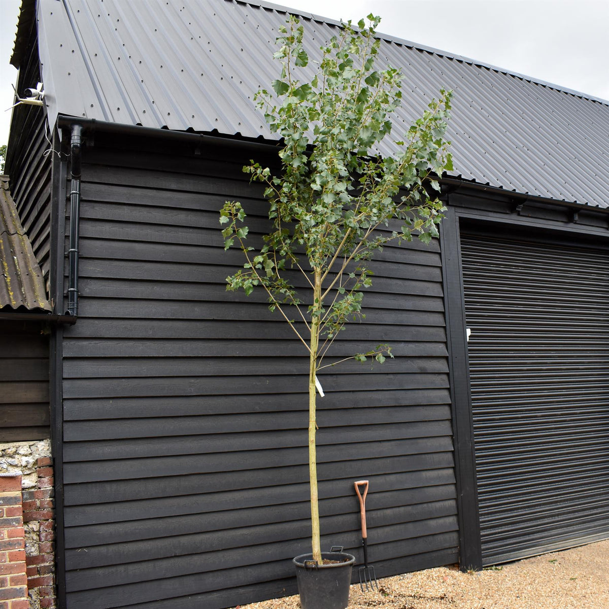 Populus nigra 'Italica' | Lombardy Poplar Tree - Standard - Height 430-450cm - 55lt