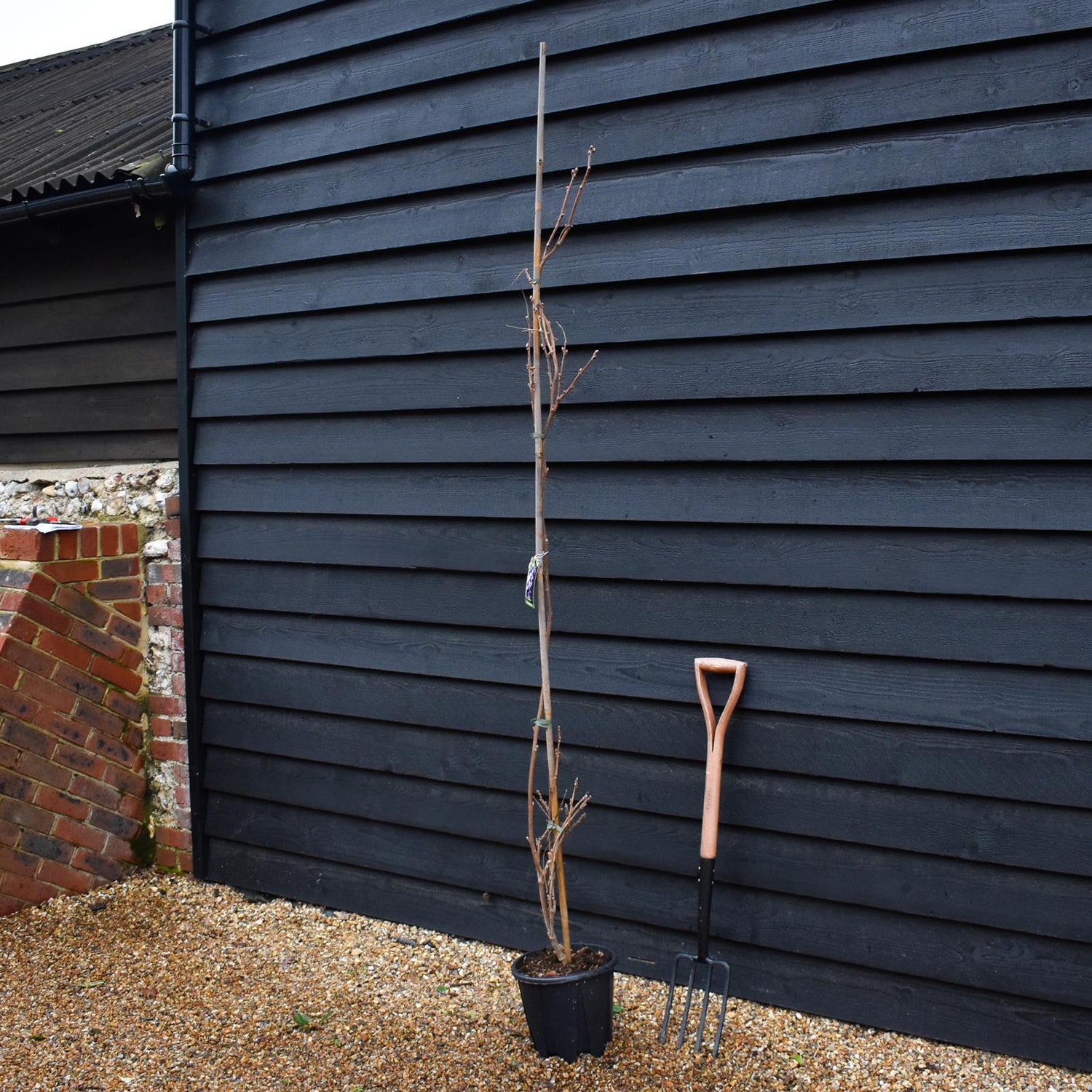 Wisteria brachybotrys 'Iko yama Fuji' -  Cane - Height 200-250cm - 7lt