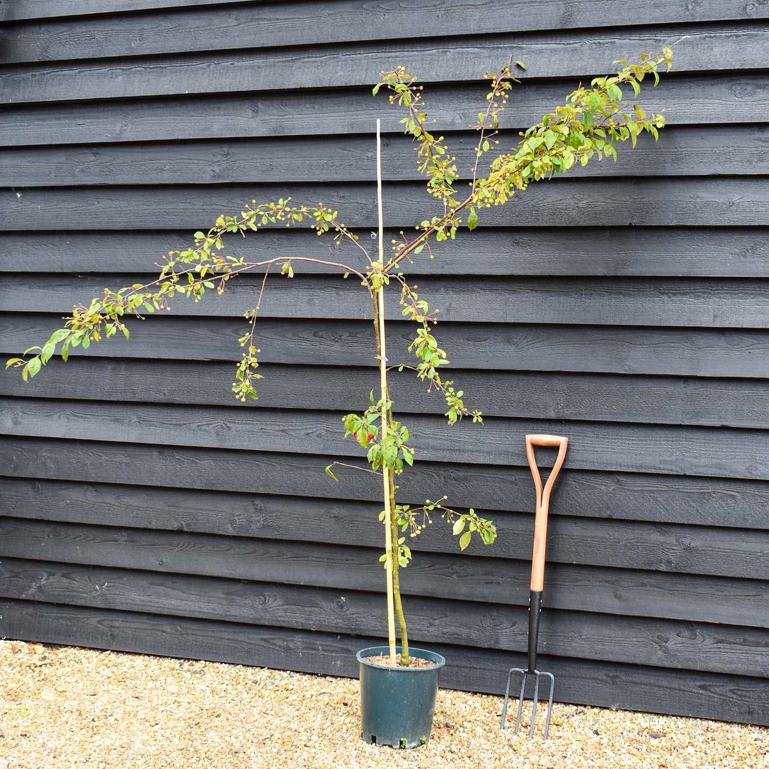Japanese Crab Apple Tree | Malus Floribunda - Height 180-240cm, 10lt