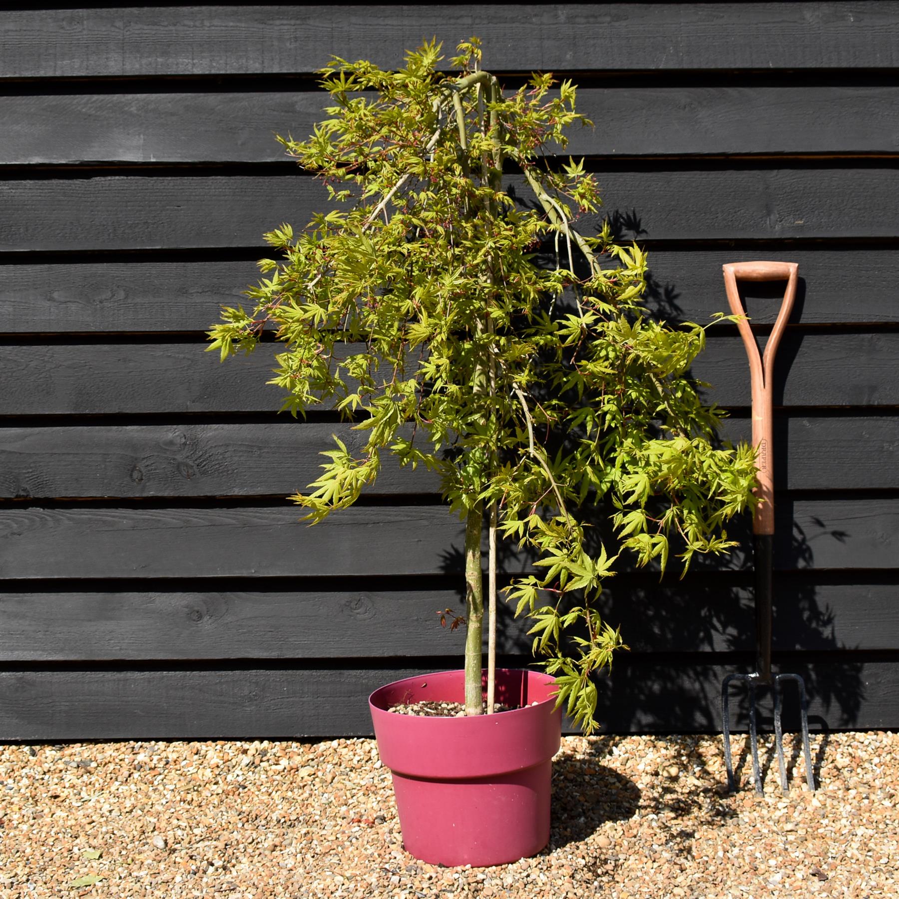 Acer palmatum 'Ryusen' | Japanese maple 'Ryusen' - 90-100cm - 1/2