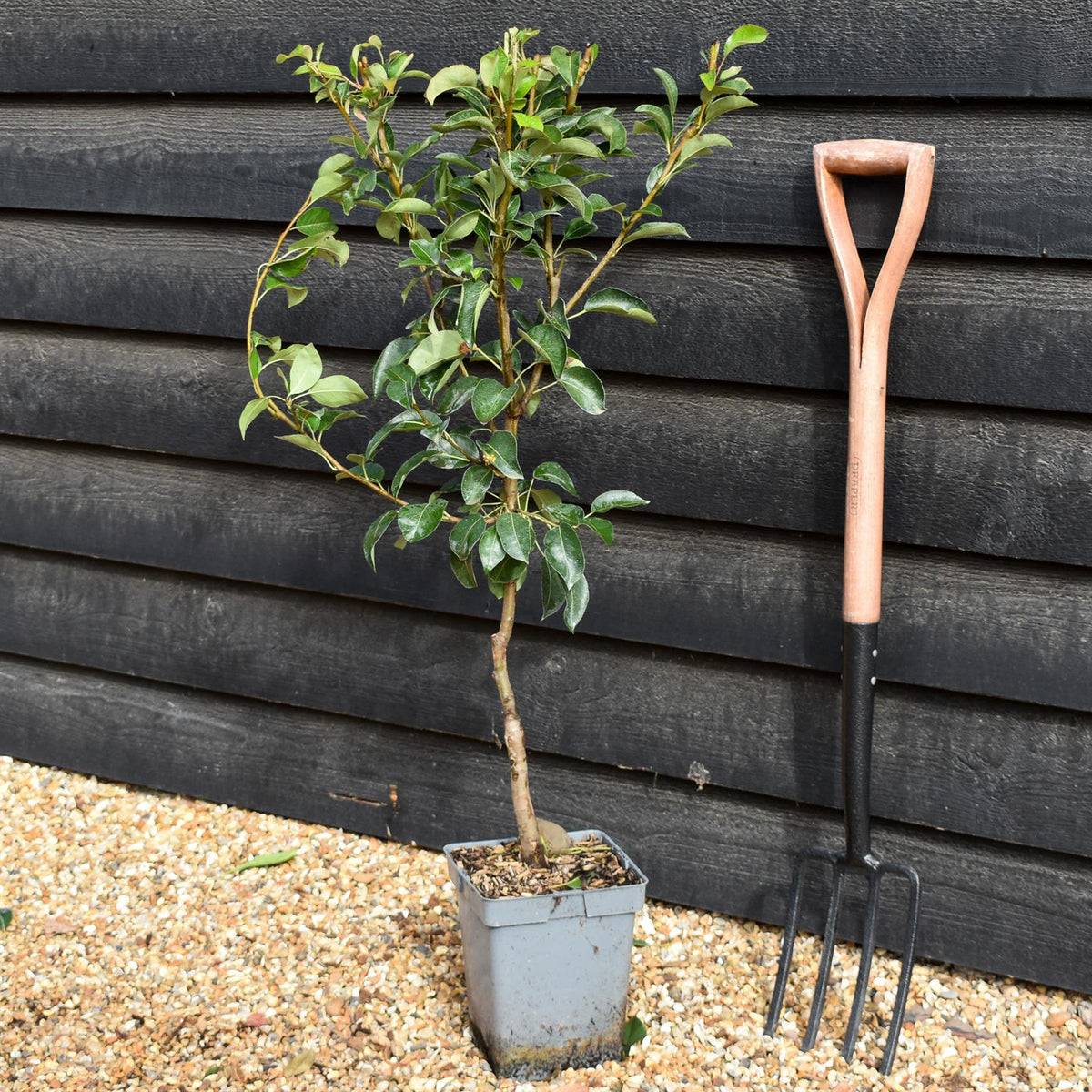 Pyrus Communis Williams | Pear 'Williams' Bon Chrétien'  - Patio Rootstock - Height 80-100cm, 7lt