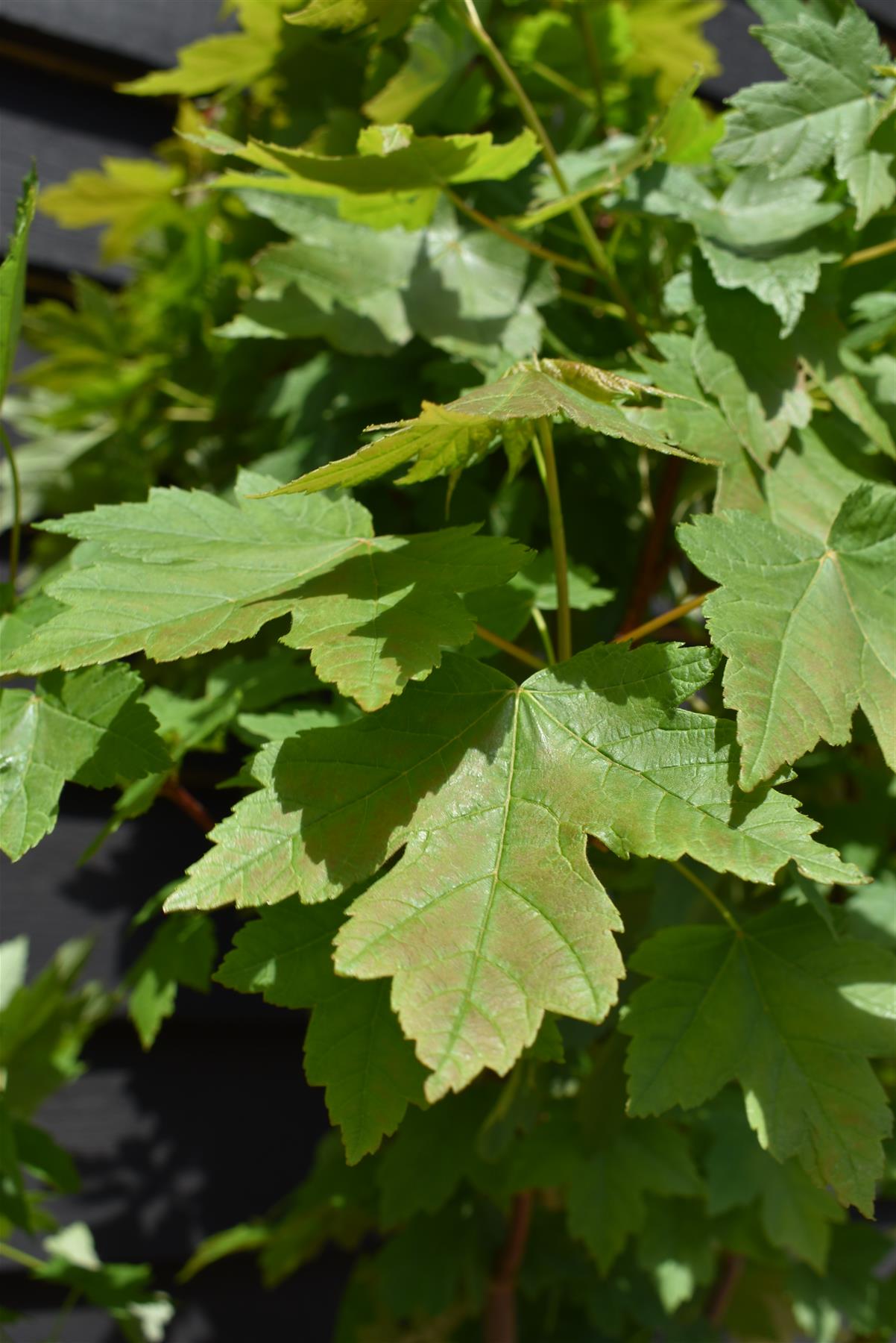 Acer Rubrum Redpointe Maple | Redpointe Red Maple 1/2 std Clear Stem - 150-180cm, 10lt