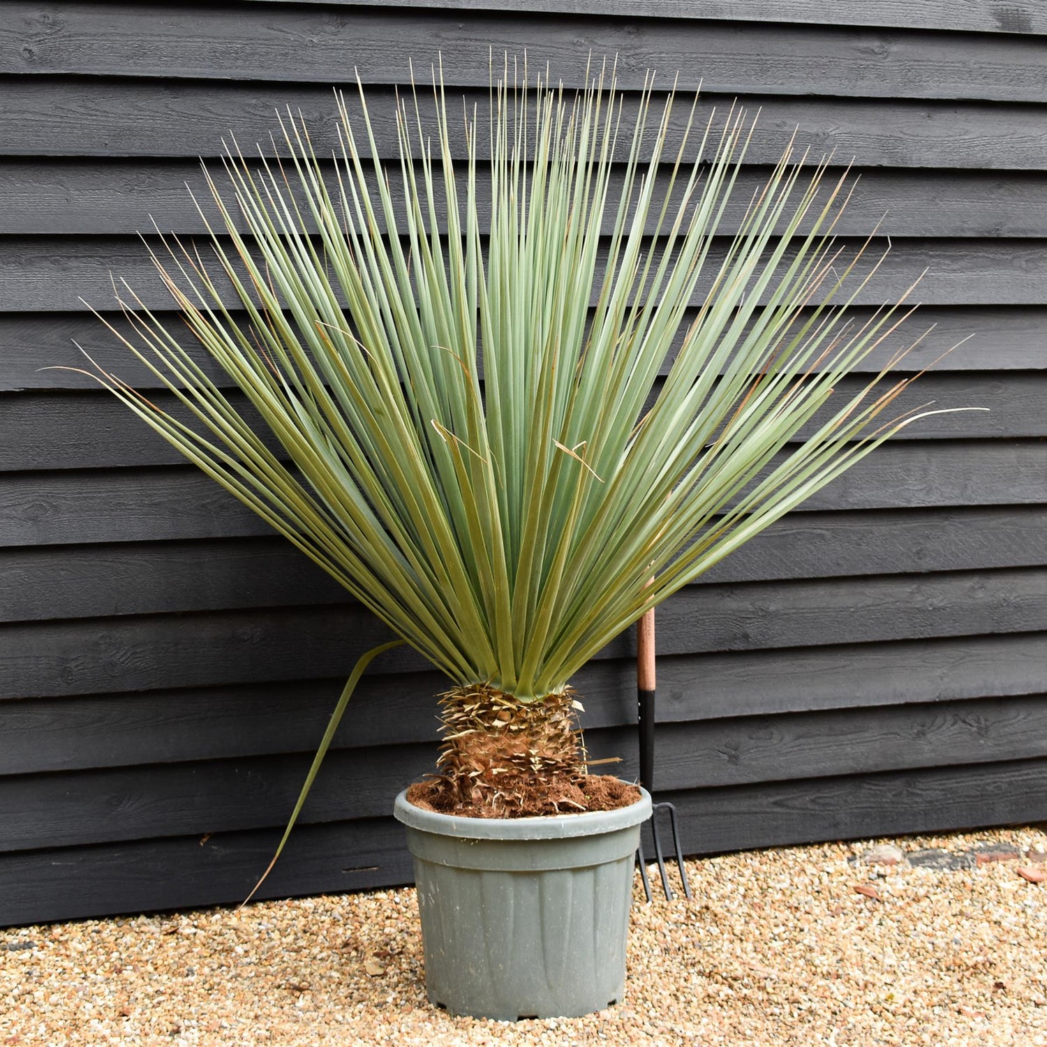 Nolina hibernica -  Beargrass Tree - Height 100-110cm - Width 110cm - 45lt