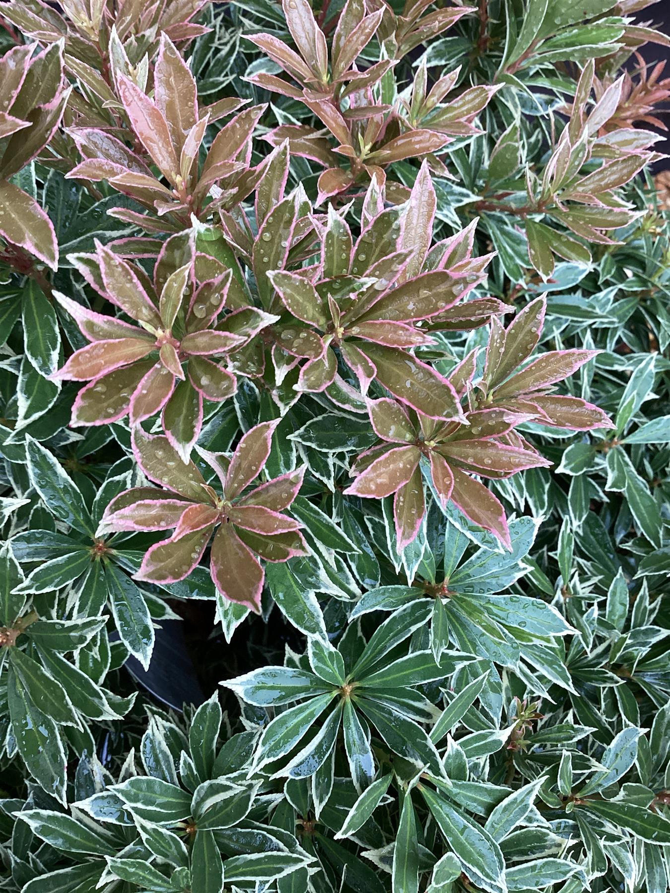 Pieris japonica 'Little Heath' - 55-60cm, 5lt