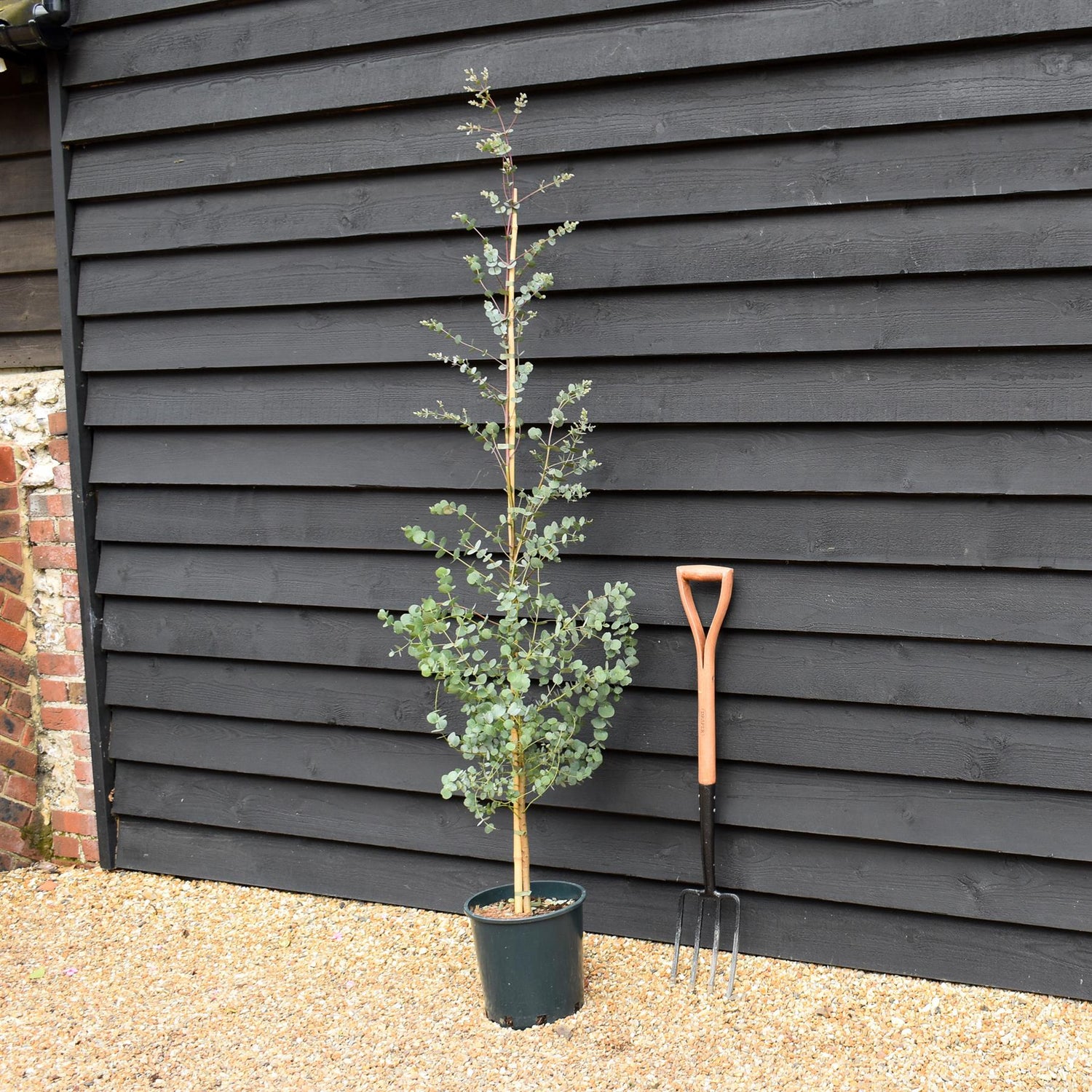 Eucalyptus gunnii Azura | Cider Gum Azura - Height 160-180cm, 10lt