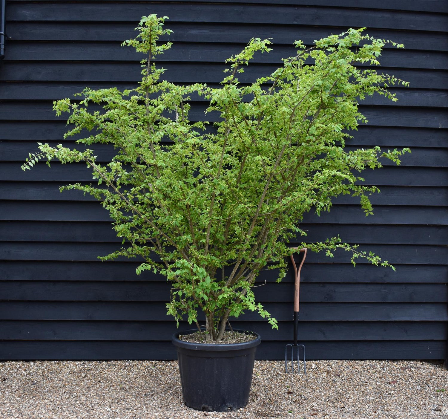 Winged Spindle Tree | Euonymous Alatus - Height 150-180cm - 55lt